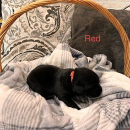 Girl 4 - Labrador Retriever puppy in Charleston, Maine from Puddledock Pups