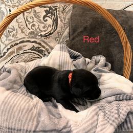 Girl 4 - Labrador Retriever puppy in Charleston, Maine from Puddledock Pups