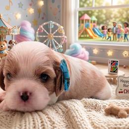 Cherry - Blenheim female Cavalier King Charles Spaniel puppy in Dallas, Texas from Holliday Cavalier King Charles Spaniels