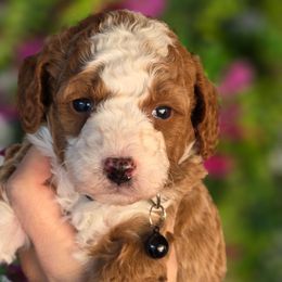 Toasty Black - Red  male Goldendoodle puppy in Vernon, Texas from Sugarland's Texas Goldendoodles