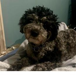 Zephyr - Merle male Shichon puppy in Grand Rapids, Michigan from Great Lakes Teddy Bear Dogs