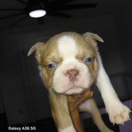 Kenzie - Lilac female Boston Terrier puppy in Star, North Carolina from Meatloaf's Bostons Family