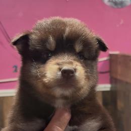 Coco - Chocolate male Pomsky puppy in Spring Hill, Florida from PDQ Pomskies