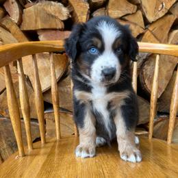 Lucky - Black tri-color male Australian Shepherd puppy in Hillsboro, Oregon from A&D Australian Shepherds