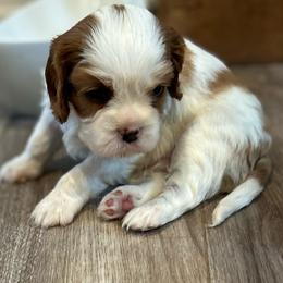 Landry - Blenheim male Cavalier King Charles Spaniel puppy in Paulden, Arizona from Nine Mile Cavaliers