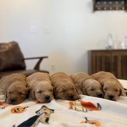 Golden Retriever puppies from BloomingPuppies