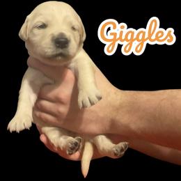 Giggles - Golden female Golden Retriever puppy in Peoria, Arizona from Westwing Retrievers