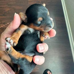 Maserati - Parti male Yorkshire Terrier puppy in Riverview, Texas from Luna's Treasures