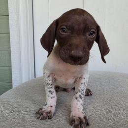 Grey Boy - Liver and white male German Shorthaired Pointer puppy in Nampa, Idaho from Heart Mountain Cavaliers & Floating Feathers Kennel
