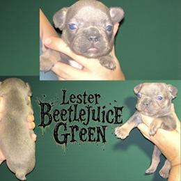 Lester Beetlejuice Green - Blue male French Bulldog puppy in New Castle, Delaware from Sasha’s Elite Kennel LLC