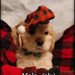 Cocker Spaniel Puppies from -PrincetonzSpanielz-