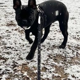 Companion Cross All Grown Up from Lady Liberty Frenchtons