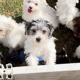 Maltese, Morkie, and Yorkshire Terrier Puppies from California AKC Maltese & Yorkies