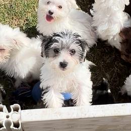 Maltese, Morkie, and Yorkshire Terrier Puppies from California AKC Maltese & Yorkies