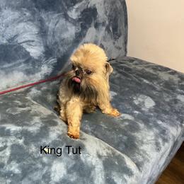Tut - Brussels Griffon