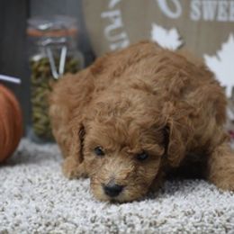 Labradoodles from Pennsylvanian Puppies