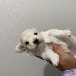Cavapoo, Maltipoo, and Poodle Puppies from My Sweet Poodles and Doodles
