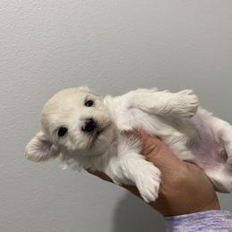 Cavapoo, Maltipoo, and Poodle Puppies from My Sweet Poodles and Doodles
