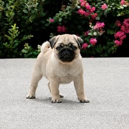 Nina - Pug