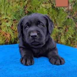Brown Collar - Black male Labrador Retriever puppy in Yucca Valley, California from Beachn Ranch