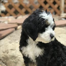 Bernedoodle and Cavapoo Puppies from Cascade Springs Doodles