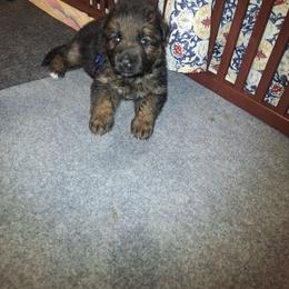 Irwin vom LegendLand - Black and red male German Shepherd puppy in Hillsborough County, Florida from Vom Legend Land