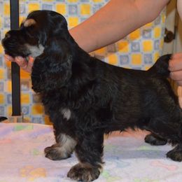 Cocker Spaniel Puppies from Cocker Paradise