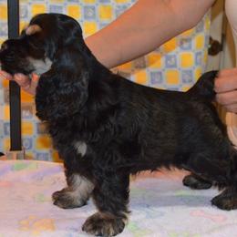 Cocker Spaniel Puppies from Cocker Paradise