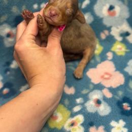 Sleepy AKC - Dapple female Dachshund puppy in Oklahoma City, Oklahoma from Barrett’s Doxie Farm