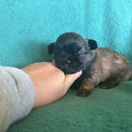 Girl - Brindle female Shih Tzu puppy in Carthage, Missouri from Rocking H Dogs