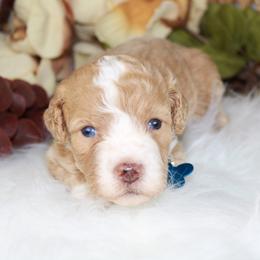Turquoise Girl - Red female Aussiedoodle puppy in Belgreen, Alabama from Scott’s Farm Poodles and Doodles