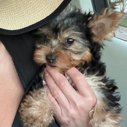 Boy 2 - Black and tan male Yorkshire Terrier puppy in Chino Hills, California from Chino Hills Yorkies