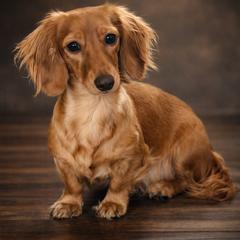 Vienna - Dachshund