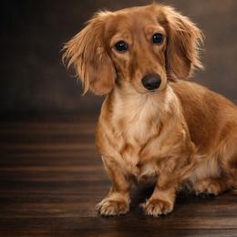 Vienna - Dachshund