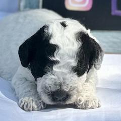 Bernedoodle and Spanish Water Dog Puppies from Shady Banks Kennel