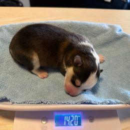 Benny - Tri-color male Pomsky puppy in Spokane Valley, Washington from Northern Blue Pomskies
