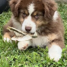 Australian Shepherd, Miniature Australian Shepherd, and Toy Australian Shepherd Puppies from JKKJ Farms