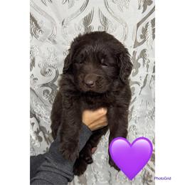 California - Brown female Newfoundland puppy in New Paris, Ohio from Beatty Newfies