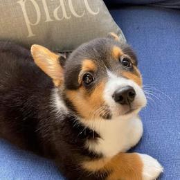 Pembroke Welsh Corgi Puppies from Rose Water Corgis