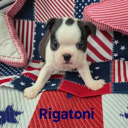Rigatoni - Black brindle and white male Boston Terrier puppy in Griffin, Georgia from Celtic Performance Bostons