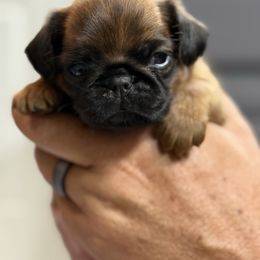 5C Purple - Red female Brussels Griffon puppy in Land O' Lakes, Florida from 5C Brussels Griffons