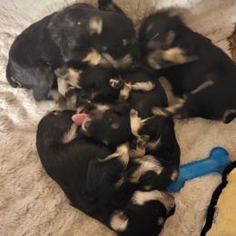 Miniature Schnauzers from Julie Moore's Miniature Schnauzers