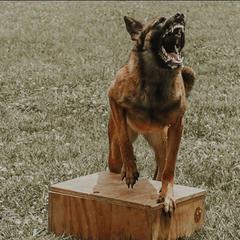 Mazikeen - Belgian Malinois