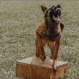 Mazikeen - Belgian Malinois