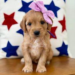 Purple collar BO PEEP - Apricot female Goldendoodle puppy in Salem, Utah from Aspen Doodles Utah