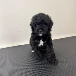 Max - Black male Bernedoodle puppy in Gainesville, Florida from Pet Inn Xxweetdoodles