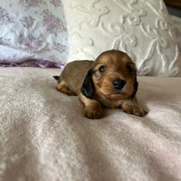 Girl 2 - Cream female Dachshund puppy in Temecula, California from Naomi Magee's Dachshund Kennel