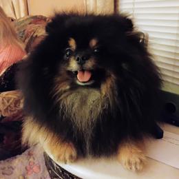 Walter - Pomeranian