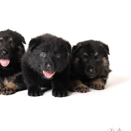 German Shepherds from Dogsport K9's