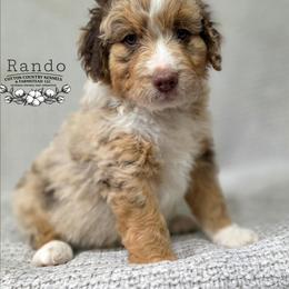 Rando - Brown merle male Aussiedoodle puppy in Vinemont, Alabama from Cotton Country Kennels